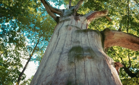 2026-й: год, когда амбициозный Козерог должен нарушить свои правила — космические ветры перемен